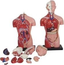 کارگاه تشریح بدن انسان و جانداران